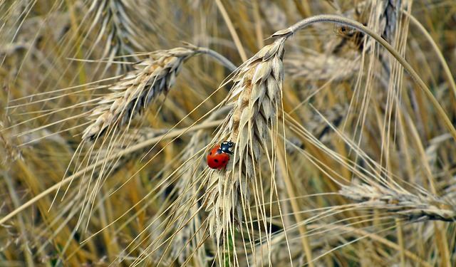 Wybór zabiegów herbicydowych na uprawy kukurydzy